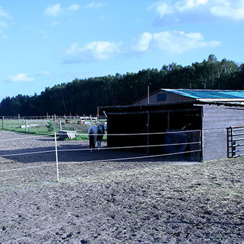 Offenstall Stuten