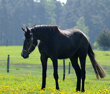 Einzelnes Pferd auf der Weide