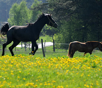 Pferde auf der Wiese