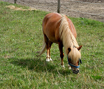 Pony bei seiner Lieblingsbeschäftigung